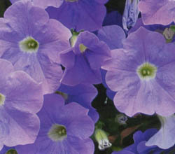 Surfiia Sky Blue Petunia